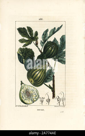 Figuier, Ficus carica, montrant branche avec des fruits mûrs et de feuilles, et une section à travers les fruits. Crépi coloriée à la gravure sur cuivre par Junior Lambert d'après un dessin de Madame E. Panckoucke de Chaumeton, Poiret et Chamberet's 'La Flore medicale,' Paris, Panckoucke, 1830. Anne-Ernestine Panckoucke (1784-1860) était un étudiant doué de Pierre-Joseph Redoute et épouse de l'éditeur Panckoucke. Banque D'Images