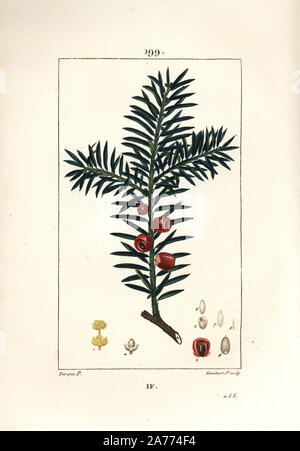 Arbre d'If, Taxus baccata. Crépi coloriée à la gravure sur cuivre par Junior Lambert d'après un dessin de Pierre Jean François Turpin de Chaumeton, Poiret et Chamberet's 'La Flore medicale,' Paris, Panckoucke, 1830. Turpin (17751840) a été l'un des trois géants de l'art botanique français de l'époque aux côtés de Pierre Joseph Redoute et Pancrace Bessa. Banque D'Images