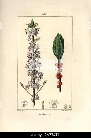 Mezereon, Daphne mezereum. Crépi coloriée à la gravure sur cuivre par Junior Lambert d'après un dessin de Pierre Jean François Turpin de Chaumeton, Poiret et Chamberet's 'La Flore medicale,' Paris, Panckoucke, 1830. Turpin (17751840) a été l'un des trois géants de l'art botanique français de l'époque aux côtés de Pierre Joseph Redoute et Pancrace Bessa. Banque D'Images