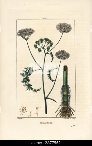 Filipendule vulgaire de l'eau ou l'eau de la pruche, Oenanthe aquatica (Phellandrium aquaticum), avec fleur, feuille, tige et racine. Crépi coloriée à la gravure sur cuivre par Junior Lambert d'après un dessin de Pierre Jean François Turpin de Chaumeton, Poiret et Chamberet's 'La Flore medicale,' Paris, Panckoucke, 1830. Turpin (17751840) a été l'un des trois géants de l'art botanique français de l'époque aux côtés de Pierre Joseph Redoute et Pancrace Bessa. Banque D'Images