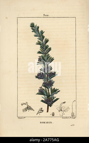 Le romarin, Rosmarinus officinalis, avec des fleurs, feuilles et tiges. Crépi coloriée à la gravure sur cuivre par Junior Lambert d'après un dessin de Pierre Jean François Turpin de Chaumeton, Poiret et Chamberet's 'La Flore medicale,' Paris, Panckoucke, 1830. Turpin (17751840) a été l'un des trois géants de l'art botanique français de l'époque aux côtés de Pierre Joseph Redoute et Pancrace Bessa. Banque D'Images