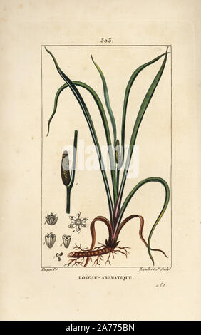 Sucré drapeau, Acorus calamus, avec des graines, feuilles et racine. Crépi coloriée à la gravure sur cuivre par Junior Lambert d'après un dessin de Pierre Jean François Turpin de Chaumeton, Poiret et Chamberet's 'La Flore medicale,' Paris, Panckoucke, 1830. Turpin (17751840) a été l'un des trois géants de l'art botanique français de l'époque aux côtés de Pierre Joseph Redoute et Pancrace Bessa. Banque D'Images