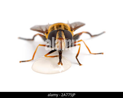 Close-up d'un très joli hover fly, Helophilus fasciatus, boire d'une goutte de miel. Vue avant, isolé. Banque D'Images
