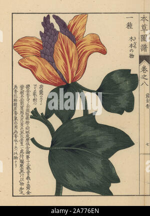 Tulipier américain, Liriodendron tulipifera L. Color-imprimés sur bois Gravure de Kan'fr Iwasaki de 'Honzo Zufu,' un guide illustré de plantes médicinales, Japon, 1884. Iwasaki (1786-1842) était un botaniste japonais, entomologiste et zoologiste. Il est l'un des premiers botanistes japonais d'intégrer le savoir occidental dans ses études. Banque D'Images