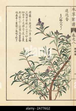 Le romarin, Rosmarinus officinalis. Gravure sur bois imprimée en couleur par Kan'fr Iwasaki de 'Honzo Zufu,' un guide illustré de plantes médicinales, Japon, 1884. Iwasaki (1786-1842) était un botaniste japonais, entomologiste et zoologiste. Il est l'un des premiers botanistes japonais d'intégrer le savoir occidental dans ses études. Banque D'Images