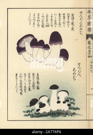 Champignons shimeji Zenbon, Tricholoma pes-caprae. Gravure sur bois coloriée de Kan'Iwasaki en's 'Honzo Zufu" (Guide illustré de plantes), Japon, 1916. Banque D'Images