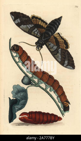 Fig sphinx moth, Tachycineta Leucorrhoa, Caterpillar, direction générale de la fig Ficus carica, et la nymphe. Illustration dessiné et gravé par Richard Nodder Sciences. Coloriée à la gravure sur cuivre de George Shaw et Frederick Nodder's 'Le Naturalist's Miscellany, Londres, 1805. Banque D'Images