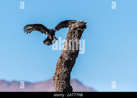 Urubu entrant a d'immenses ailes écartées et griffes ouvert et prêt à la terre sur le dessus de tronc d'arbre. Banque D'Images