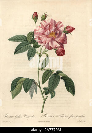 Rosa mundi, Rosa Gallica variété (Rosa Gallica versicolor). Crépi coloriée à la gravure sur cuivre par Langlois après une illustration par Pierre-Joseph redoute de 'Les Roses', Firmin Didot, Paris, 1817. Banque D'Images