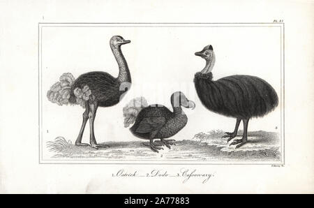 Dodo, Raptus cucullatus (éteint), l'autruche, Struthio camelus, casoar et Casuarius casuarius, (vulnérable). Gravure sur acier par F. Kearney de Oliver Goldsmith's 'histoire de la Terre et de la Nature, animée' Fullerton, Édimbourg, 1835. Banque D'Images