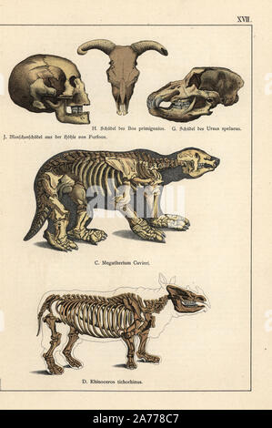 Crânes et squelettes fossiles : l'homme de caverne, Furfoos Bos primigenius auroch, ours des cavernes, Ursus spelaeus Megatherium paresseux géant cuvieri et rhinocéros laineux (Coelodonta antiquitatis, Rhinoceros tichorhinus). Chromolithographie de Dr. Fr. Rolle's "La géologie et la Paléontologie de Gotthilf Heinrich von Schubert's Naturgeschichte', 'Schreiber, Munich, 1886. Banque D'Images