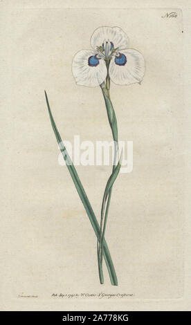 Peacock iris, Moraea aristata (Iris''). Dessiné et gravé sur cuivre coloriée par Sydenham Edwards de William Curtis's Botanical Magazine', 'La Saint George's Crescent, London, 1791. Banque D'Images