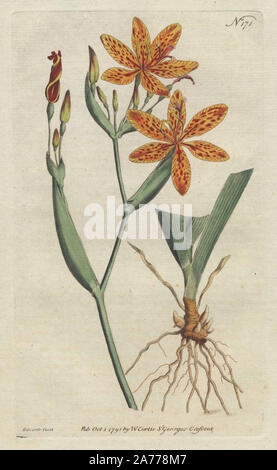 Ixia, chinois (Belamcanda chinensis chinensis Ixia). Dessiné et gravé sur cuivre coloriée par Sydenham Edwards de William Curtis's Botanical Magazine', 'La Saint George's Crescent, London, 1791. Banque D'Images