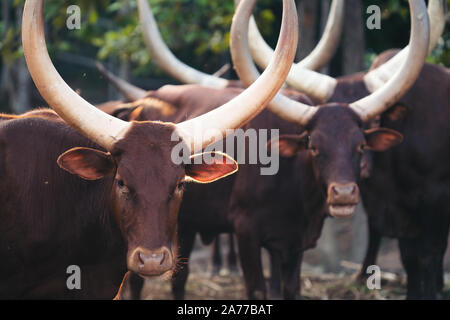 Troupeau de bovins watusi ankole au zoo Banque D'Images