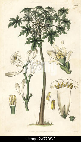 Ou papaye Carica papaya, papayer, arbre et fleurs. La gravure sur cuivre coloriée par Swan après une illustration par William Jackson Hooker de Samuel Curtis's Botanical Magazine ', Londres, 1829. Banque D'Images