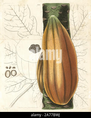 Ou papayes papayer, papaye Carica, fruits sur bough et section à travers les fruits. La gravure sur cuivre coloriée par Swan après une illustration par William Jackson Hooker de Samuel Curtis's Botanical Magazine ', Londres, 1829. Banque D'Images