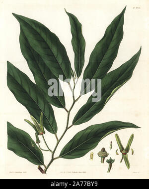 Déduits l'anone, Annona reticulata. La gravure sur cuivre coloriée par Swan après une illustration par le Révérend L. Guilding de Samuel Curtis's Botanical Magazine ', Londres, 1829. Banque D'Images