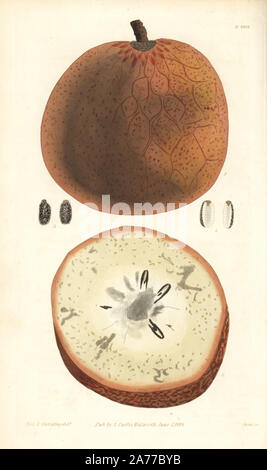 Déduits l'anone, Annona reticulata, des fruits et de l'article. La gravure sur cuivre coloriée par Swan après une illustration par le Révérend L. Guilding de Samuel Curtis's Botanical Magazine ', Londres, 1829. Banque D'Images