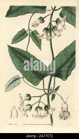 Espèce de plante ou cruels vine, Araujia sericifera (à feuilles blanchâtres, physianthus Physianthus albens). La gravure sur cuivre coloriée par Swan après une illustration par James Macnab de Samuel Curtis' 'Botanical Magazine, Londres, 1832. Banque D'Images