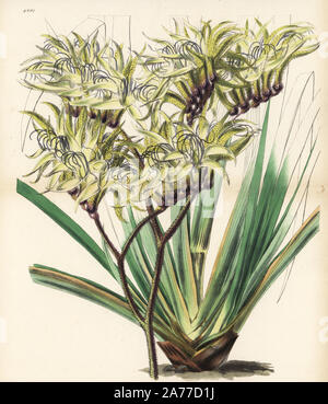 Patte de kangourou noir, Macropidia fuliginosa (anigozanthos fuligineux, anigozanthos fuliginosa), originaire de l'Australie. Coloriée illustration botanique dessiné et lithographié par Walter Fitch de Sir William Jackson Hooker's 'Curtis's Botanical Magazine, Londres, 1847. Banque D'Images