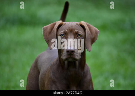 Vue rapprochée d'un Weimaraner-Labrador avec petits mixtes un fond vert herbe Banque D'Images