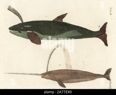 Ou cachalot cachalot, Physeter macrocephalus, vulnérables, 1 et le narval ou narwal, Monodon monoceros, quasi menacé 2. Coloriée à la gravure sur cuivre de Johann Friedrich Bertuch's 'Bilderbuch fur Kinder" (Livre d'images pour les enfants), Weimar, 1792. Banque D'Images