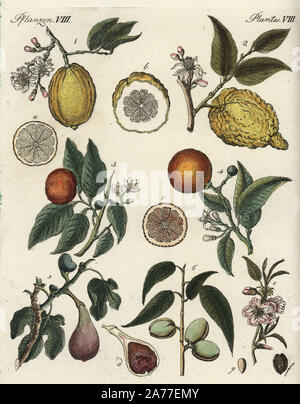 Y compris les fruits, citron Citrus Medica 1,2, l'orange amère Citrus aurantium, 3, doux ou chinois orange, Citrus sinensis 4, fig, Ficus carica 5, et l'amandier, Prunus amygdalus 6, avec des fleurs et des fruits dans l'article. Coloriée à la gravure sur cuivre de Johann Friedrich de Bertuch Bilderbuch fur Kinder (Livre d'images pour les enfants), Weimar, 1792. Banque D'Images