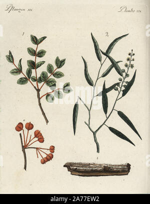 Roughbark lignum-vitae, Gaïac officinal, 1 gousses d'un, (en voie de disparition), et cascarilla, Croton eluteria 2, l'écorce b. Coloriée à la gravure sur cuivre de Johann Friedrich de Bertuch Bilderbuch fur Kinder (Livre d'images pour les enfants), Weimar, 1792. Banque D'Images