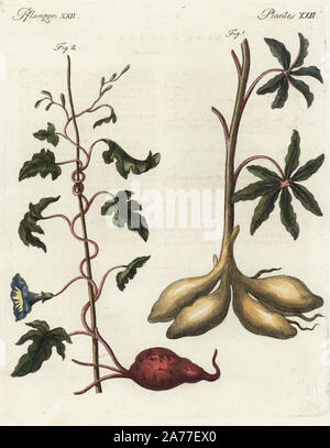 Le manioc ou le manioc, Manihot esculenta, et 1 patate douce, Ipomoea batatas 2. Coloriée à la gravure sur cuivre de Johann Friedrich de Bertuch Bilderbuch fur Kinder (Livre d'images pour les enfants), Weimar, 1795. Banque D'Images