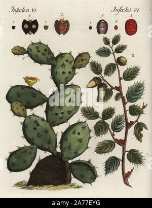 La cochenille ou cactus opuntia fig indien, Opuntia ficus-indica, avec la cochenille Dactylopius coccus, scarabée. Le kermès, Kermès vermilio, avec chêne kermès, Quercus coccifera. Coloriée à la gravure sur cuivre de Johann Friedrich de Bertuch Bilderbuch fur Kinder (Livre d'images pour les enfants), Weimar, 1795. Banque D'Images