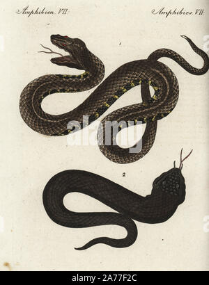 Sahara sand viper, Cerastes vipera 1 et noir asp, Vipera aspis atra, vulnérables 2. Coloriée à la gravure sur cuivre de Johann Friedrich de Bertuch Bilderbuch fur Kinder (Livre d'images pour les enfants), Weimar, 1795. Banque D'Images