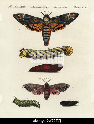 Death's Head hawk-moth, Acherontia atropos 1, et eyed hawk-moth, Smerinthus ocellatus 2, papillon, chenille et chrysalide. Coloriée à la gravure sur cuivre de Johann Friedrich de Bertuch Bilderbuch fur Kinder (Livre d'images pour les enfants), Weimar, 1802. Banque D'Images