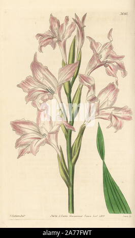 La belle dame, glaïeul Gladiolus carneus (Mr Morton's gladiolus Gladiolus, mortonius). La gravure sur cuivre coloriée après une illustration botanique par W. Herbert de William Jackson Hooker's Botanical Magazine, Londres, 1839. Banque D'Images