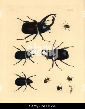 Centaurus du scarabée rhinocéros, Augosoma centaurus 1, abeille insecte, Trichius fasciatus 2, titan beetle, mâle, 3 Titanus giganteus 4 femelle siamois, du scarabée rhinocéros ou la lutte contre le coléoptère, Xylotrupes gideon 5, Cyclocephala signata, Coprobius 6 triangularis, 7 et 8 serratipes Onthophagus. Lithographie coloriée de John O. Westwood's nouvelle édition de Dru Drury's 'Illustrations d'Entomologie, exotiques' Bohn, Londres, 1837. Banque D'Images