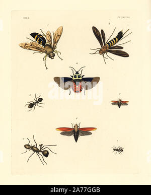 Cigale killer wasp, Sphecius grandis 1, pigeon tremex columba 2 magyar, Tremex, harvester ant, Messor barbarus 3 bouclier, beetle, Raphigaster validus 4 noir, et d'écarlate, Huechys cicada sanguinea 5,6, et hameçon ant, Polyrhachis bihamata 7,8. Lithographie coloriée de John O. Westwood's nouvelle édition de Dru Drury's 'Illustrations d'Entomologie, exotiques' Bohn, Londres, 1837. Banque D'Images