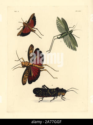 Oiseau obscur sauterelle, Schistocerca obscura 1, l'océanite à queue katydid bush, Scudderia furcata 2 FOI, sauterelle, centurio Taeniopoda 3, et une sauterelle, Aularches miliaris subsp. miliaris 4. Lithographie coloriée de John O. Westwood's nouvelle édition de Dru Drury's 'Illustrations d'Entomologie, exotiques' Bohn, Londres, 1837. Banque D'Images