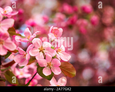 Pink Apple Blossoms Banque D'Images