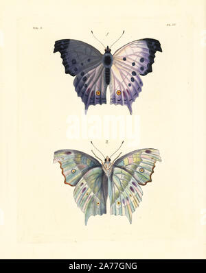 Assombri la nacre papillon, anacardii Protogoniomorpha, côté supérieur 1, en vertu de la face 2. Lithographie coloriée de John O. Westwood's nouvelle édition de Dru Drury's 'Illustrations d'Entomologie, exotiques' Bohn, Londres, 1837. Banque D'Images