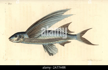 Sailfin, Parexocoetus africaine flyingfish mento (milieu de nageoires des poissons volants, Exocoetus mesogaster). Illustration dessiné et gravé par Richard Nodder Sciences. Coloriée à la gravure sur cuivre de George Shaw et Frederick Nodder's Le Naturalist's Miscellany, Londres, 1806. Banque D'Images