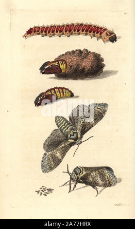 Papillon, de chèvre, amphibien, cossus Cossus caterpillar, oeufs et nymphe (Phalaena cossus). Illustration dessiné et gravé par Richard Nodder Sciences. Coloriée à la gravure sur cuivre de George Shaw et Frederick Nodder's Le Naturalist's Miscellany, Londres, 1806. Banque D'Images