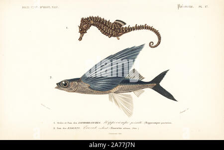 Hippocampes Hippocampus erectus, doublée, et tropicales de l'aile deux poissons-volants, Exocoetus volitans. Gravure coloriée par Fournier après une illustration par Oudart de Charles d'Orbigny's 'Dictionnaire universel d'Histoire Naturelle" (Dictionnaire Universel d'Histoire Naturelle), Paris, 1849. Banque D'Images