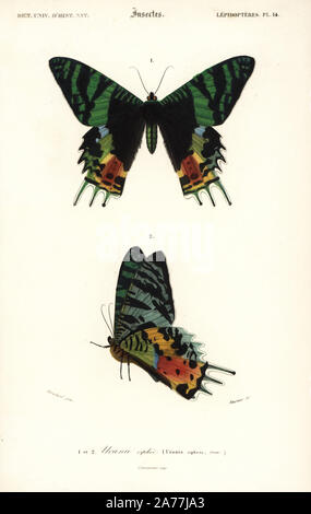 Papillon Chrysiridia malgache le coucher du soleil, rhipheus (Urania riphaeus). Gravure coloriée par Fournier après une illustration par Blanchard, de Charles d'Orbigny's 'Dictionnaire universel d'Histoire Naturelle" (Dictionnaire Universel d'Histoire Naturelle), Paris, 1849. Banque D'Images