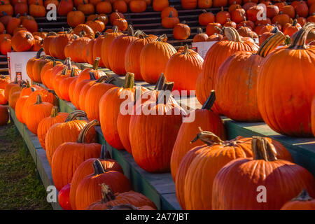 Citrouilles brillant Banque D'Images