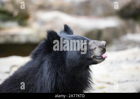 Ours noir d'Asie debout et vous détendre dans l'été / l'ours noir en attente de sa nourriture dans le zoo , Stick out tongue animal Banque D'Images