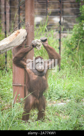 Dans le zoo permanent de l'orang-outan Banque D'Images