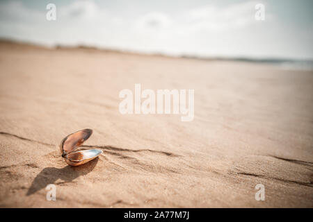 Shell sur le sol de sable dans le désert Banque D'Images