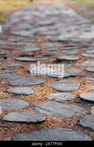 Route forestière faite avec les souches d'arbre. Chemin naturel dans le parc libre. L'orange et le jaune les aiguilles des conifères sur le terrain. Automne arrière-plan vertical ou wa Banque D'Images