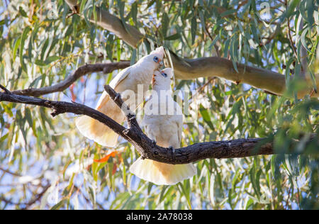 Paire de petits Corellas (Cacatua sanguinea) tout en se lissant perché dans une rivière Red Gum Tree in outback NSW, Australie Banque D'Images