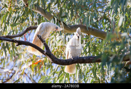 Paire de petits Corellas (Cacatua sanguinea) perché dans une rivière Red Gum Tree in outback NSW, Australie Banque D'Images