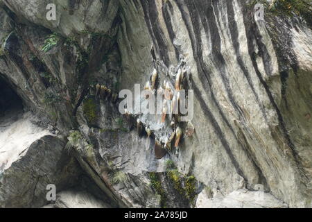 D'abeilles sauvages dans les montagnes, cher miel, Langtang, Népal, 2019 Banque D'Images
